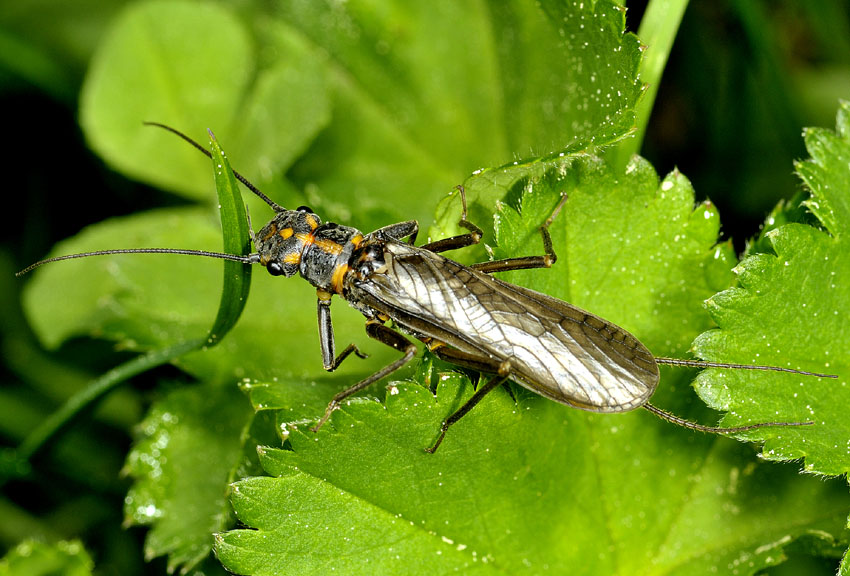 Perlidae da id....Perlodes microcephalus (Perlodidae)